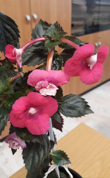  - 001 2021 - Dreamtime