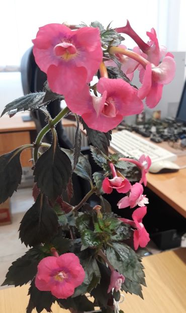  - 001 2021 - Dreamtime