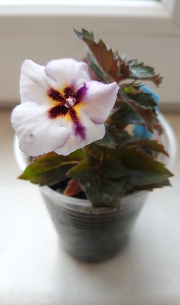 2021 - R 21 - Argentina