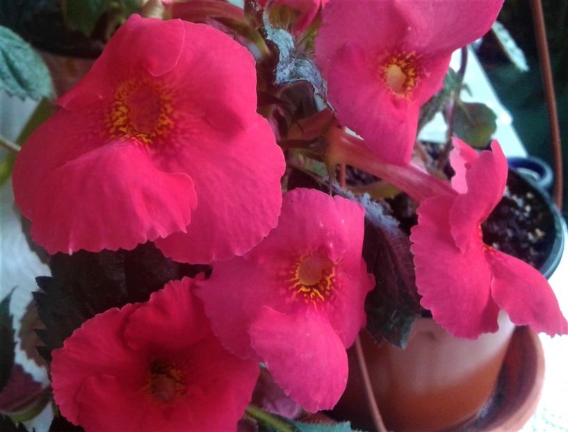  - 0000 ACHIMENES