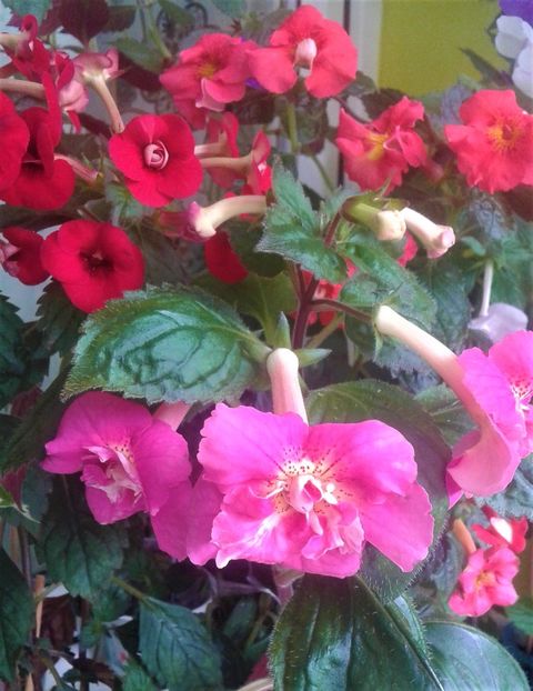  - 0000 ACHIMENES