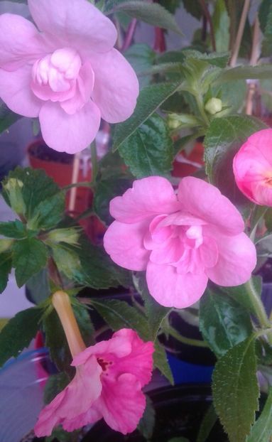  - 0000 ACHIMENES