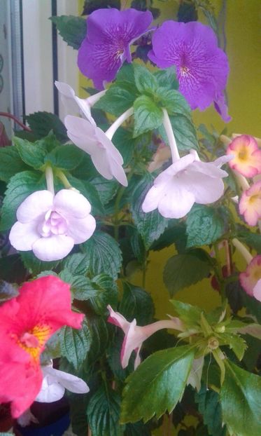  - 0000 ACHIMENES