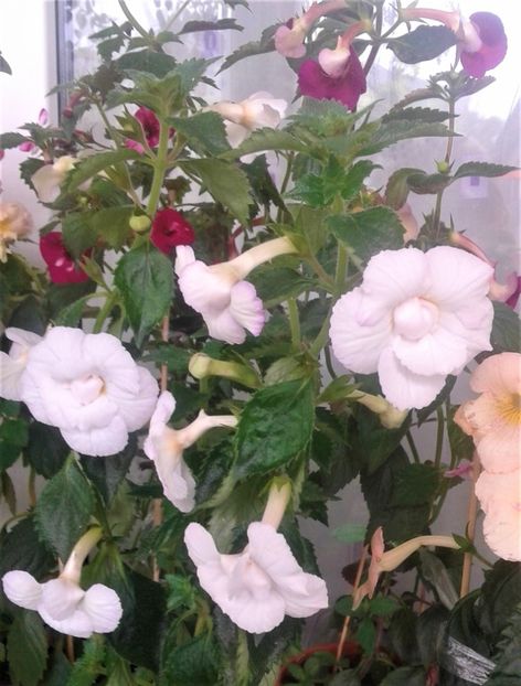  - 0000 ACHIMENES