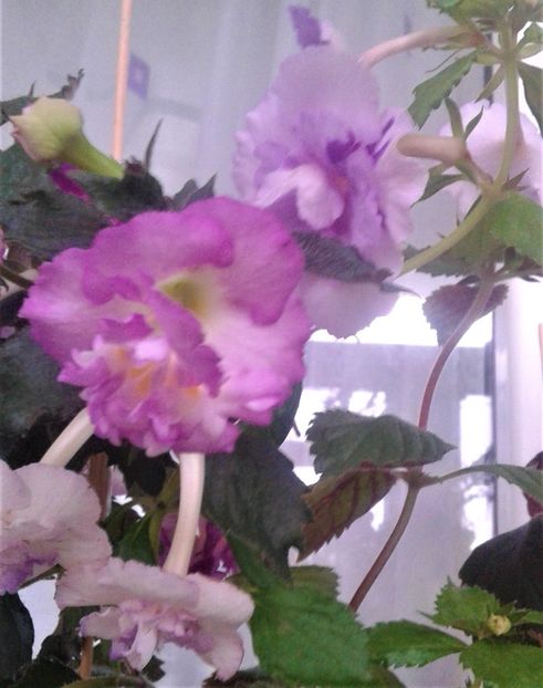  - 0000 ACHIMENES