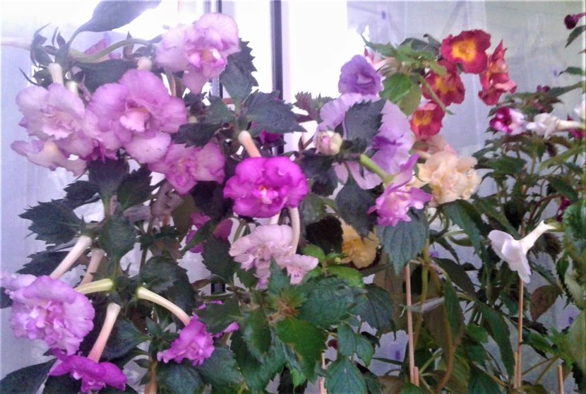  - 0000 ACHIMENES