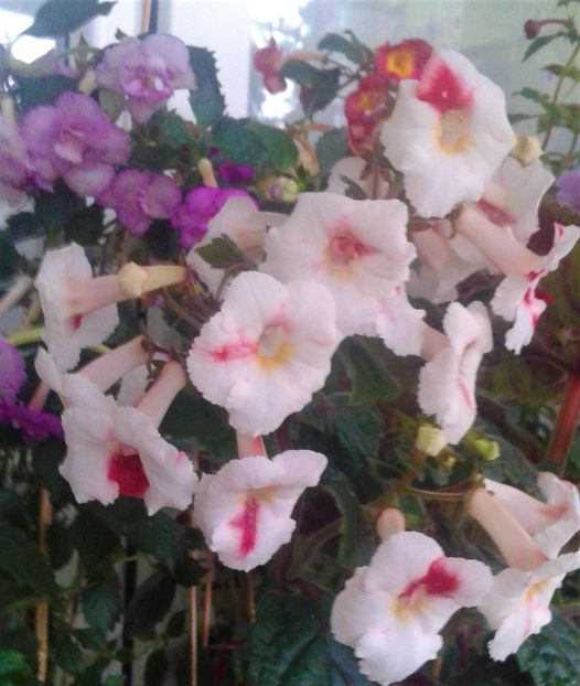  - 0000 ACHIMENES