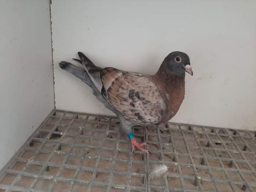  - Nu îmi aparțin 3