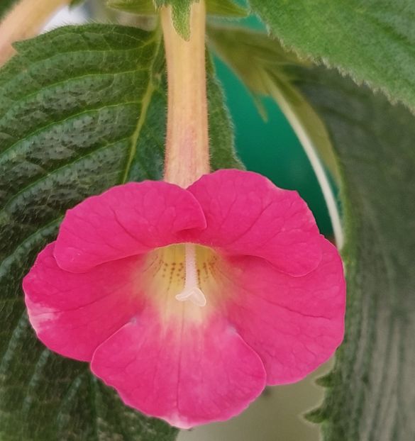 Brids Monigue - BRID-S MONIQUE