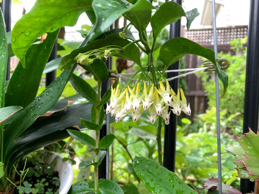  - Jurnalul gradinii 2021