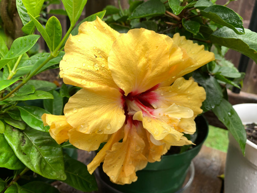  - Jurnalul gradinii 2021