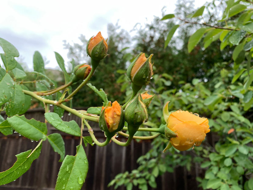  - Jurnalul gradinii 2021