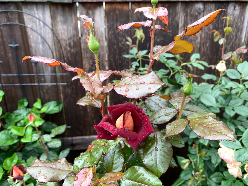  - Jurnalul gradinii 2021