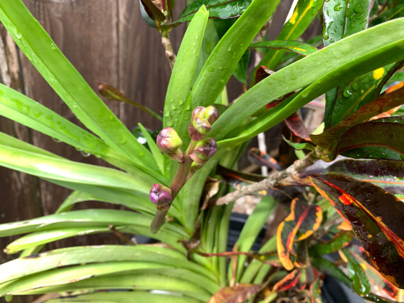  - Jurnalul gradinii 2021