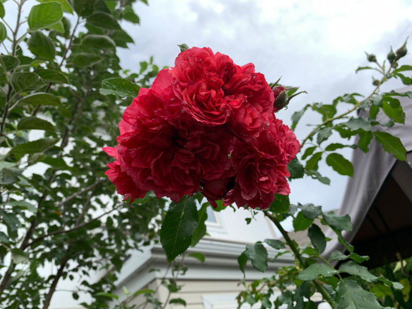  - Jurnalul gradinii 2021