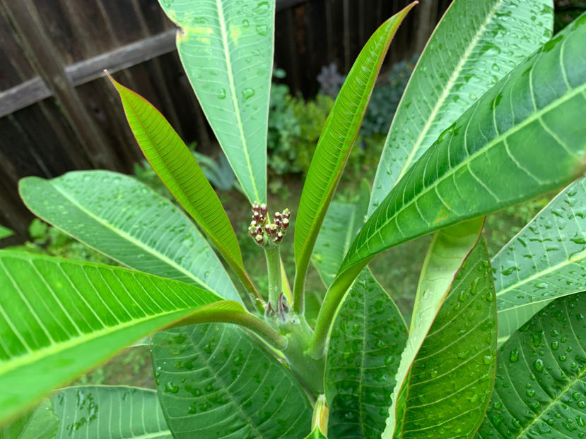  - Jurnalul gradinii 2021