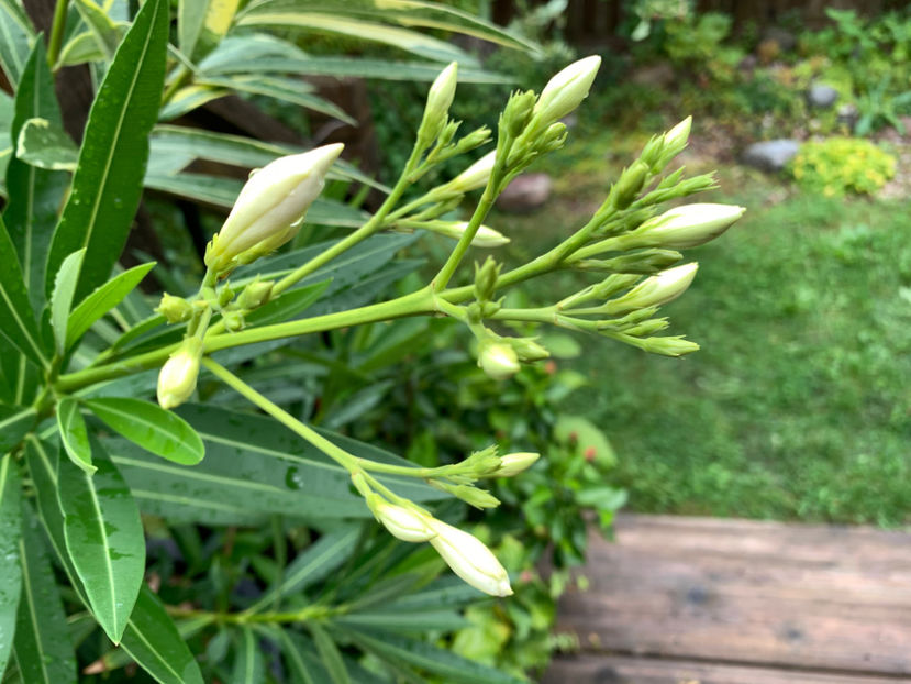  - Jurnalul gradinii 2021