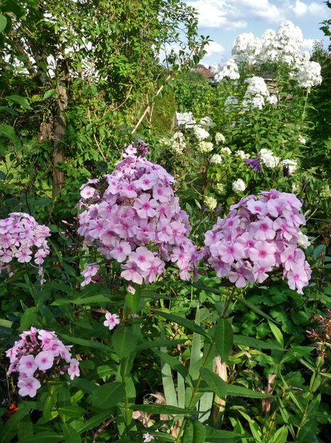  - Phlox - brumarele