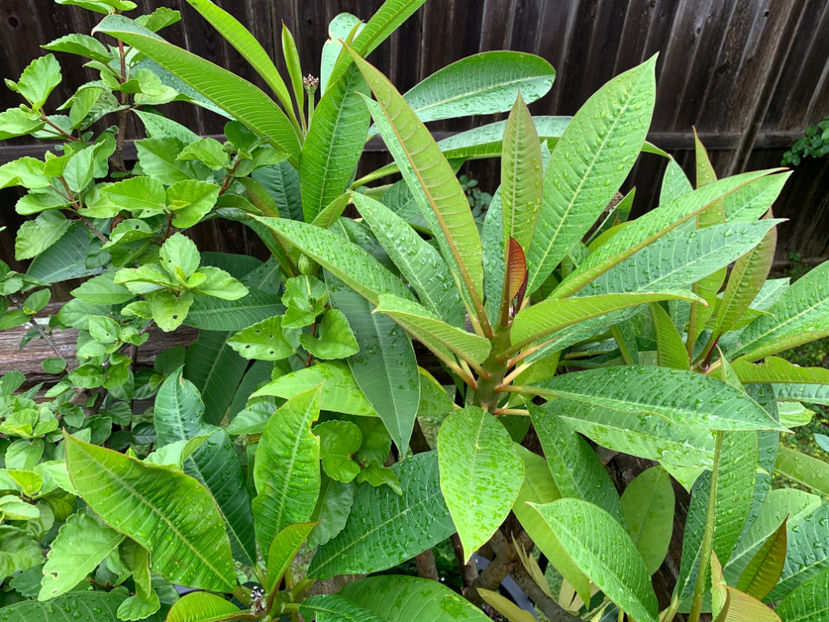  - Jurnalul gradinii 2021