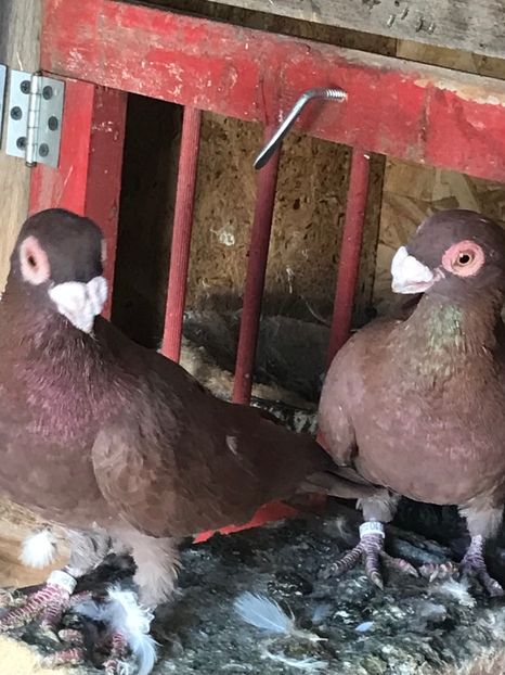 34CF8E85-BD36-4A66-9E92-B48307FA7EEB - Tineret 2021