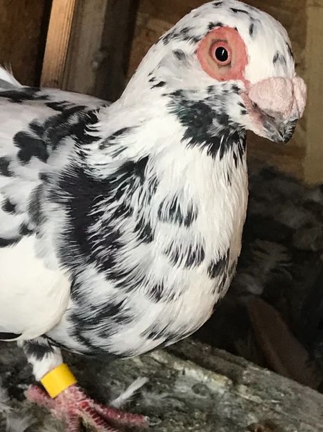 AEC753A5-EA78-4C3F-9D80-D01DC9112CBB - Tineret 2021