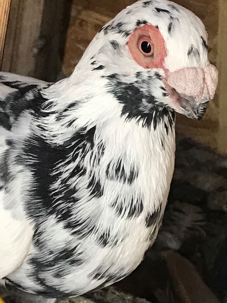 57577A24-EA9A-410B-B39E-E7957FB6409E - Tineret 2021