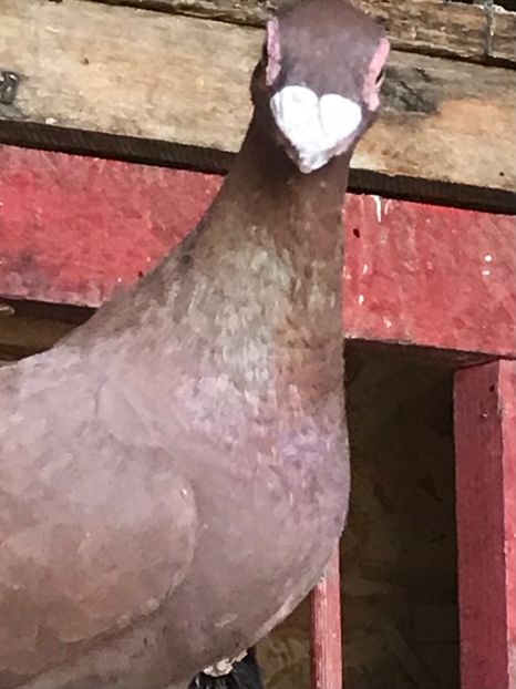 D41CEF94-F2D3-4E92-BA4F-45FB107226D5 - Tineret 2021