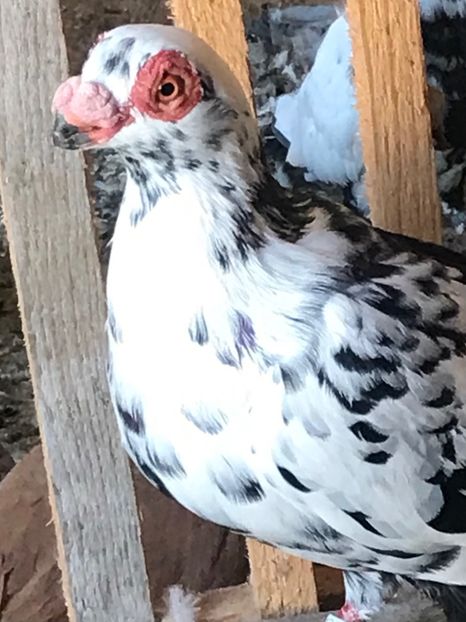 61EB5D14-9C6F-4B8F-B7CC-89BA337AE9DB - Tineret 2021