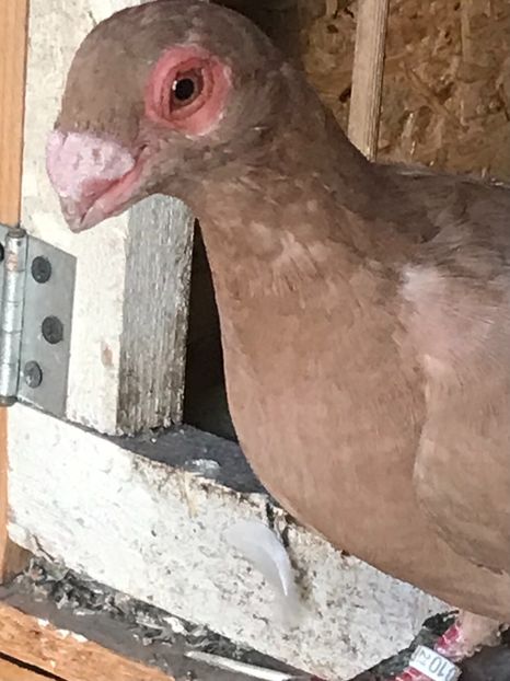 E9DA162A-1883-474C-AFE4-A59FD5C1EEAE - Tineret 2021