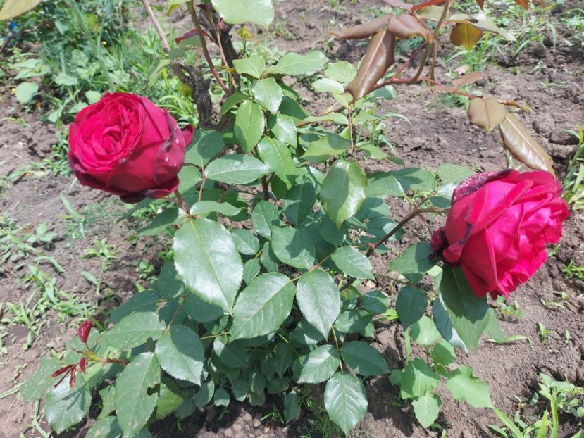 admiral2 - de vanzare- toamna 2021