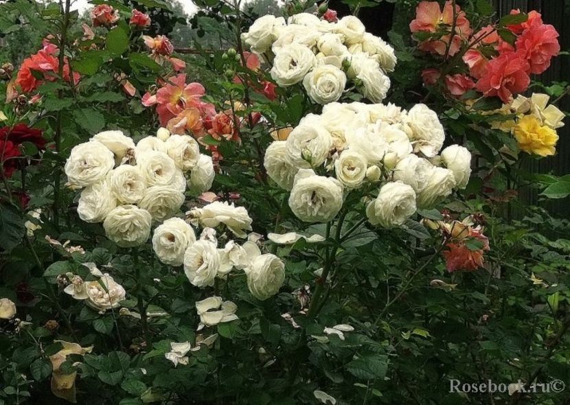 artemis 120jpg - de vanzare- toamna 2021