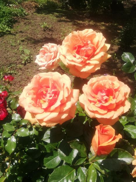 ashrama22 - de vanzare- toamna 2021