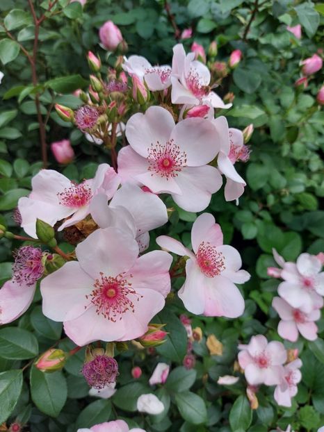 astronomia   rezervat - De vânzare primavara 2022