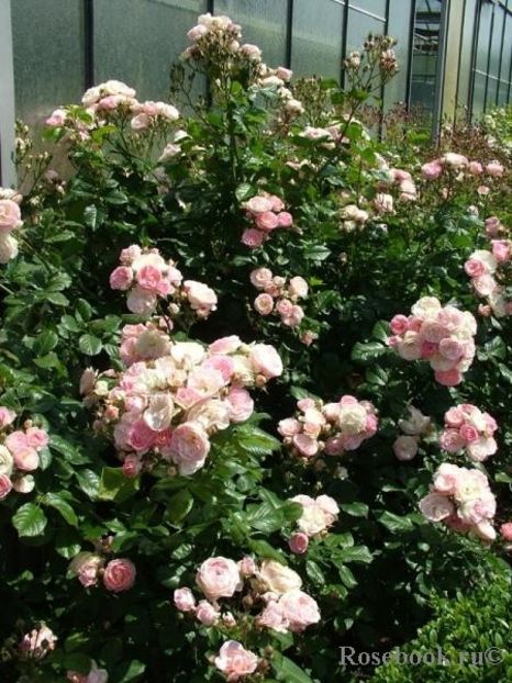 Buchet Parfait 150 rezervat - de vanzare- toamna 2021