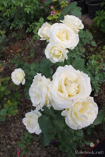 Chopin 120 - de vanzare- toamna 2021