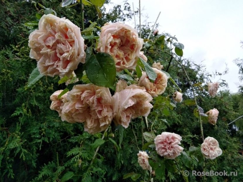 Gloire de Dijon 500 inf- rezervat - de vanzare- toamna 2021