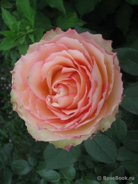 Jalitah 60 - de vanzare- toamna 2021