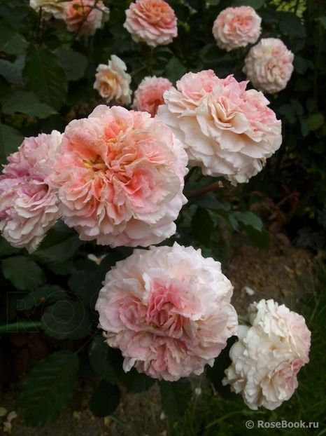 Jef lArtiste 120cm-rezervat - de vanzare- toamna 2021