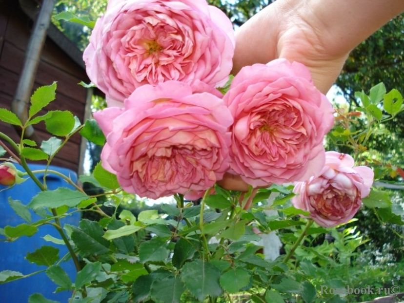 jubilee celebration 120-rezervat - de vanzare- toamna 2021