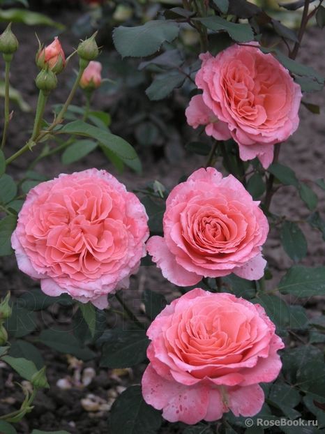 laurent cabrol 100 - 2023 1