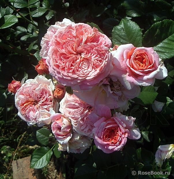 Mary Ann 100jpg - de vanzare- toamna 2021