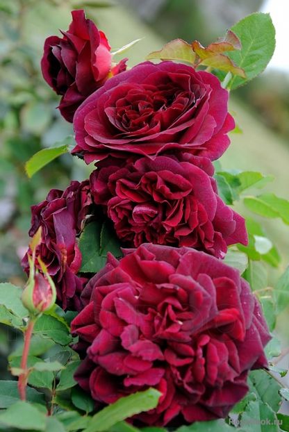 munstead wood 100 rezervat - de vanzare- toamna 2021