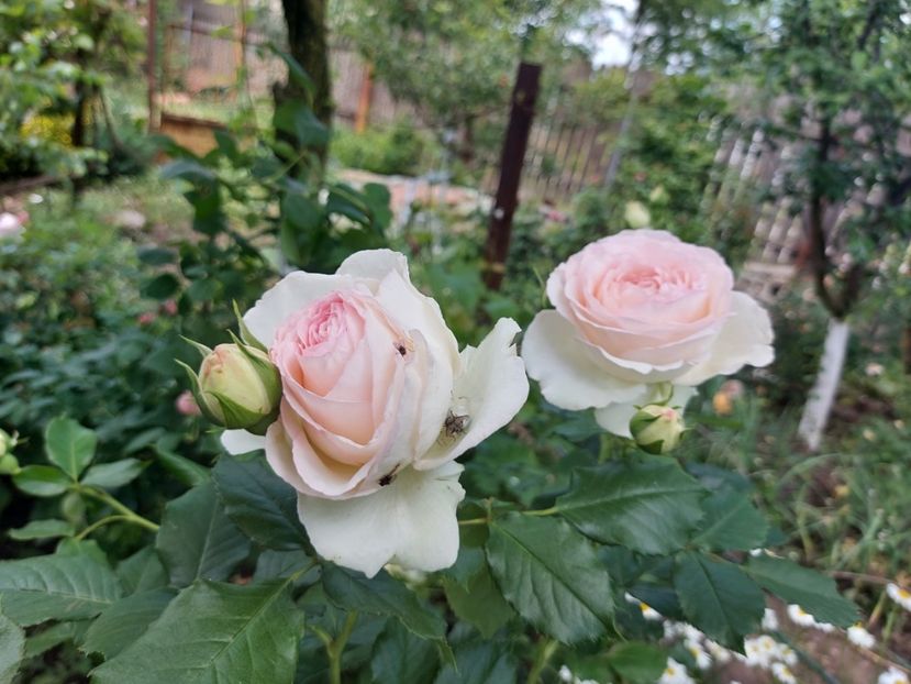 palays roial  2-rezervat - de vanzare- toamna 2021