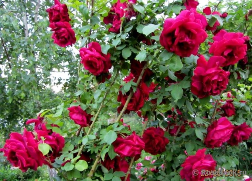 papa meilland 300 - de vanzare- toamna 2021