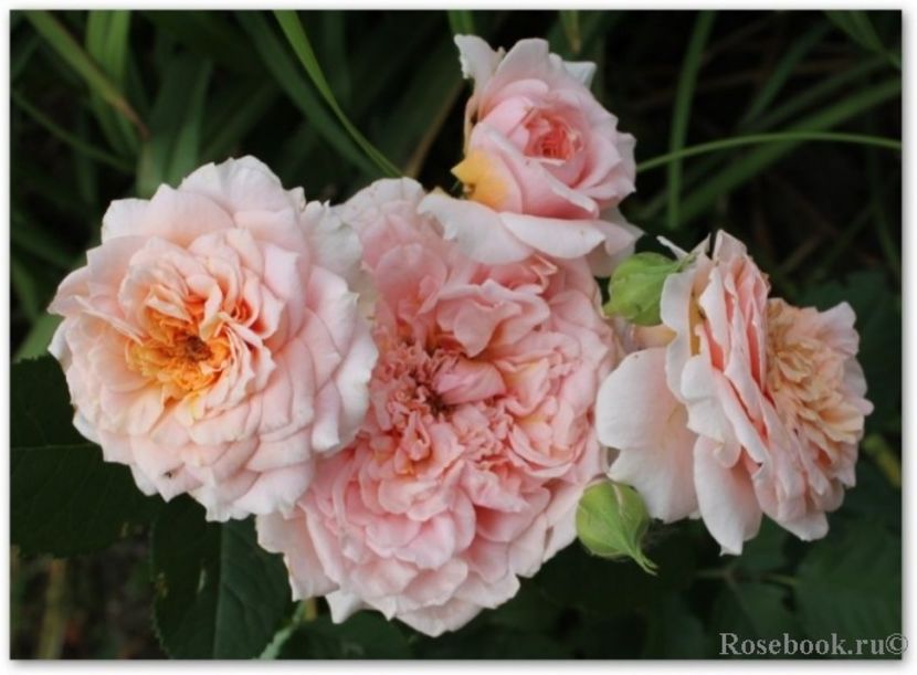 paul bocuse 180 rezervat - de vanzare- toamna 2021