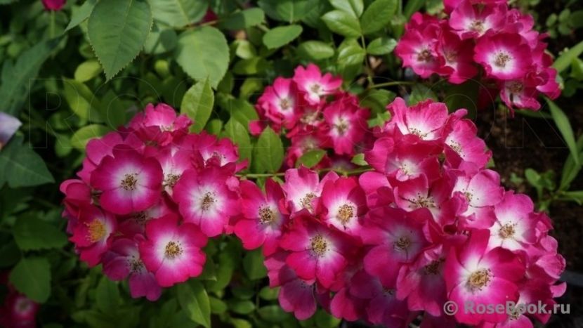 red balerina 150 -rezevat - de vanzare- toamna 2021