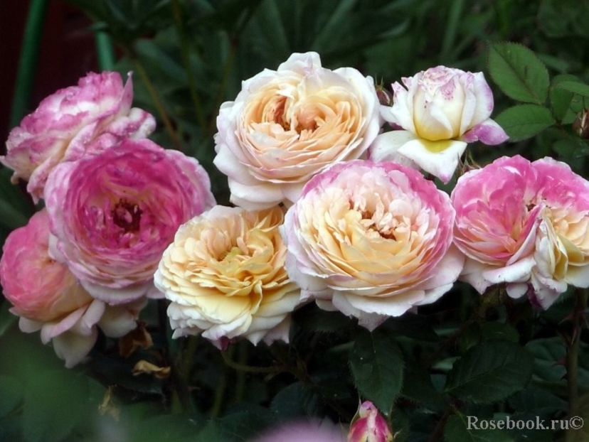 Rosomane Janon 120 - de vanzare- toamna 2021