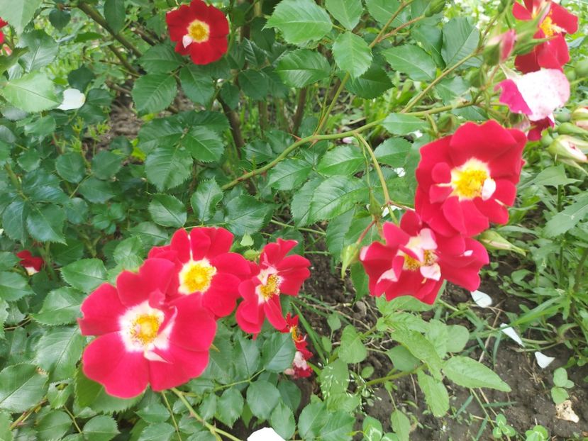 showmee music 80cm - De vânzare primavara 2022