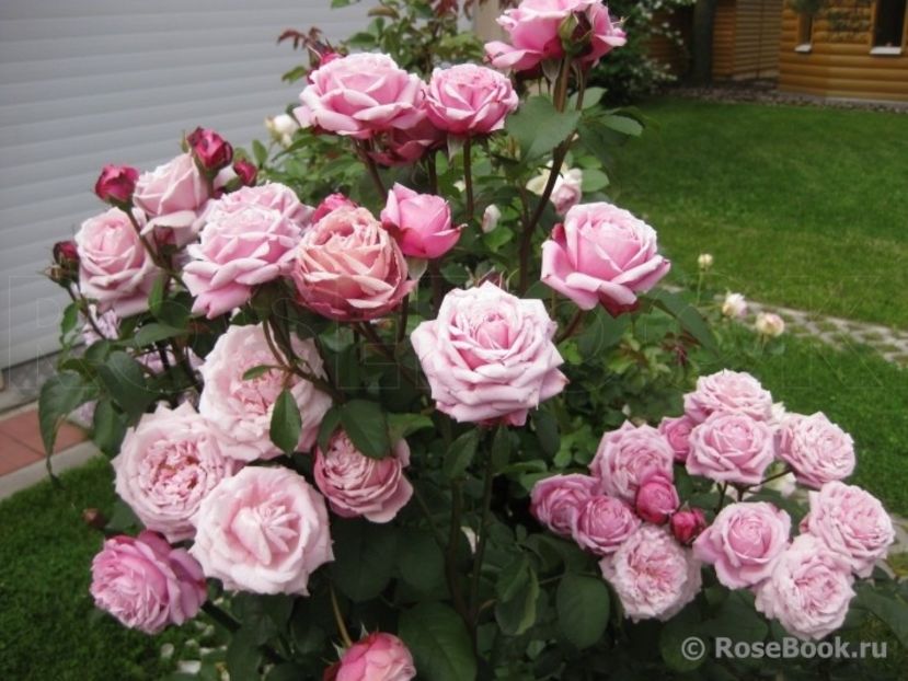 Soeur Emmanuelle 100 - de vanzare- toamna 2021