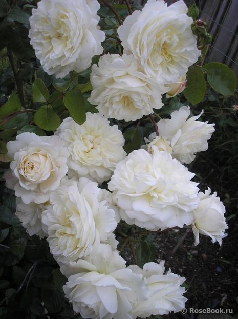 tranquillity 120-rezervat - de vanzare- toamna 2021